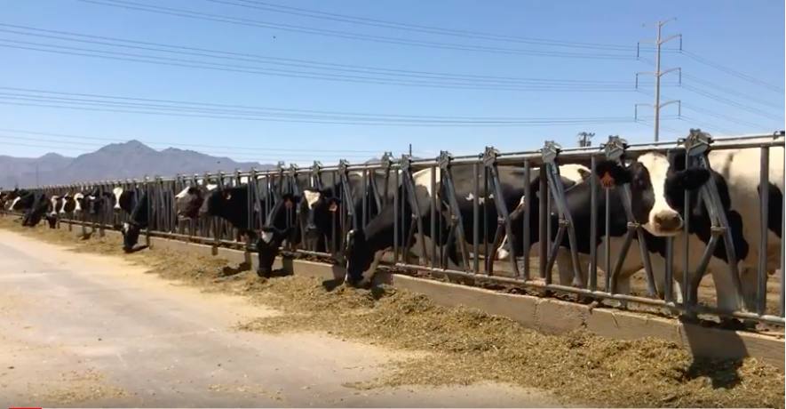 Stotz Dairy In Arizona Arizona Milk Producers