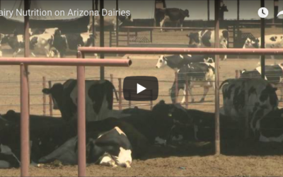 Dairy Nutrition on Arizona Dairies