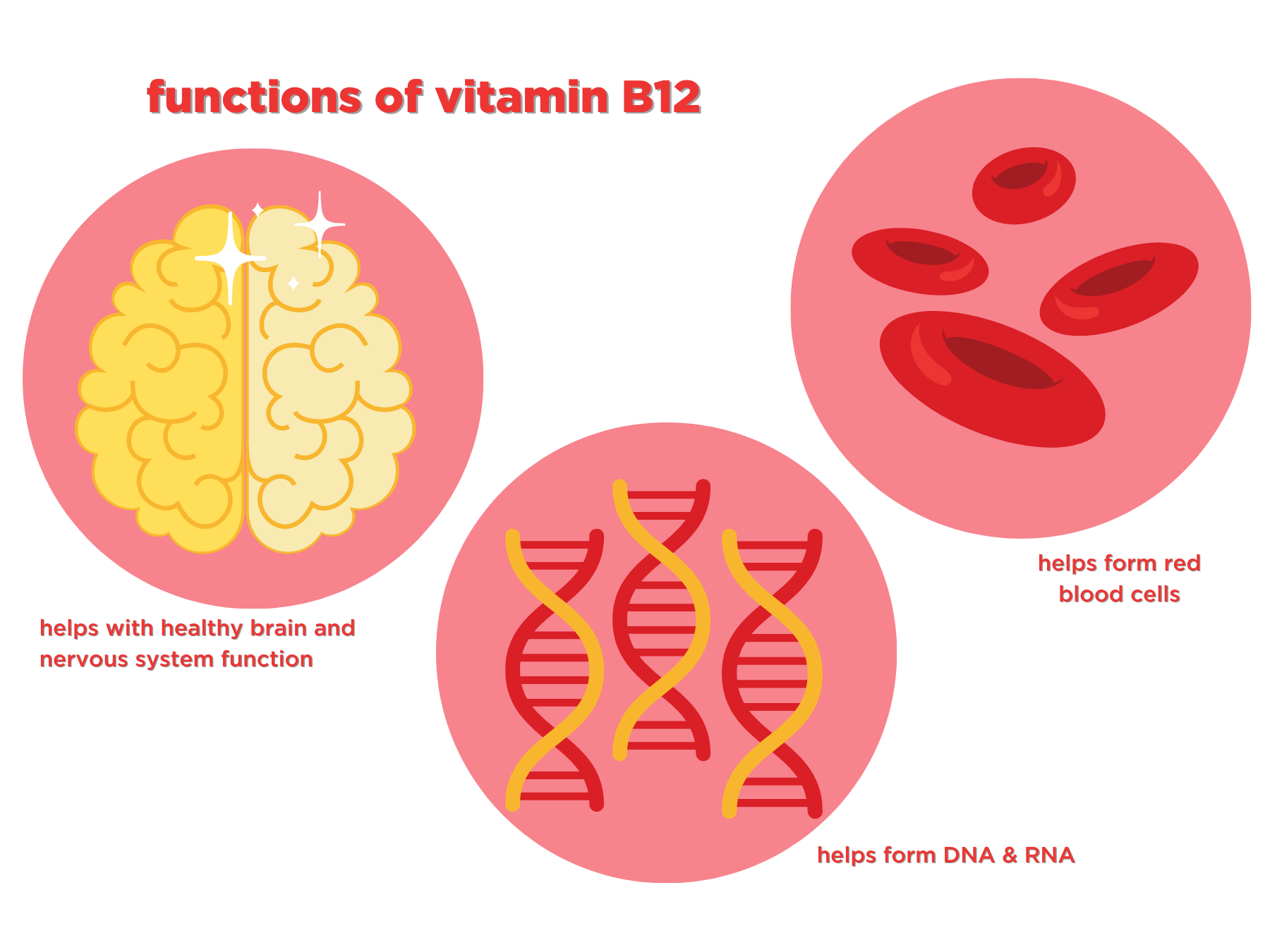 graphic of the functions of B12 in the body